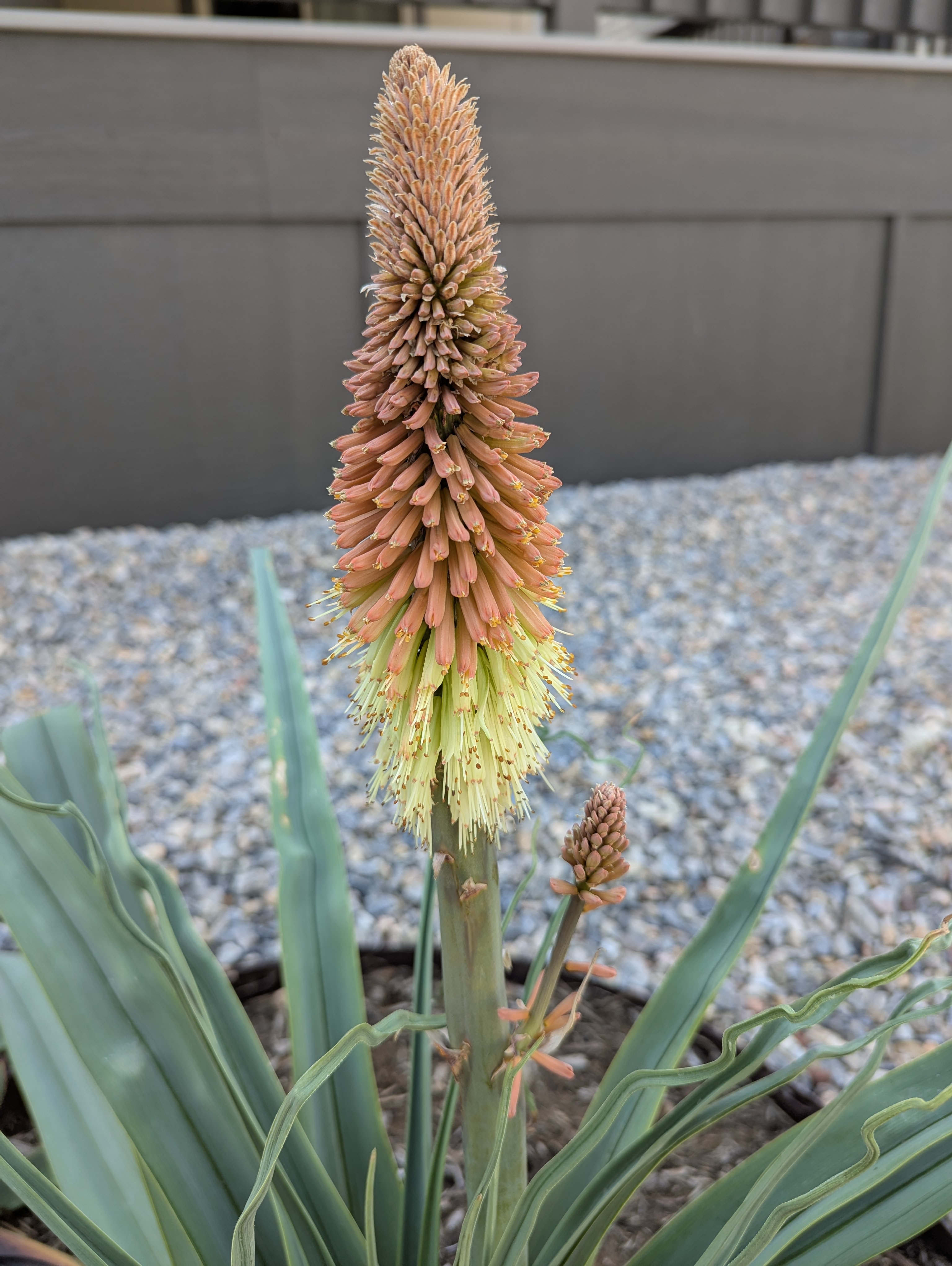 Morrison, Colorado, Torch Yucca
